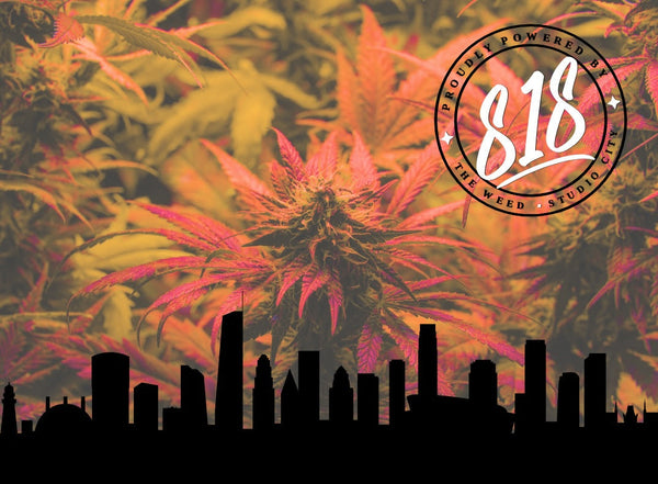 Indica vs Sativa vs Hybrid: Key Differences Explained
