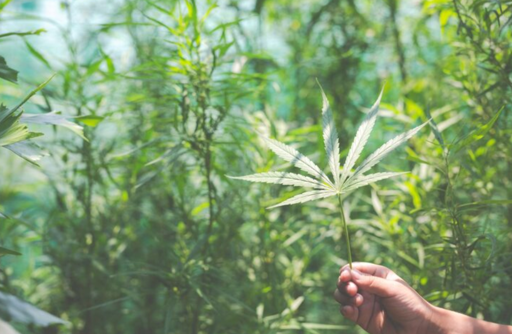 Saturday Deals at 818 Brands: Dimebag and ABX