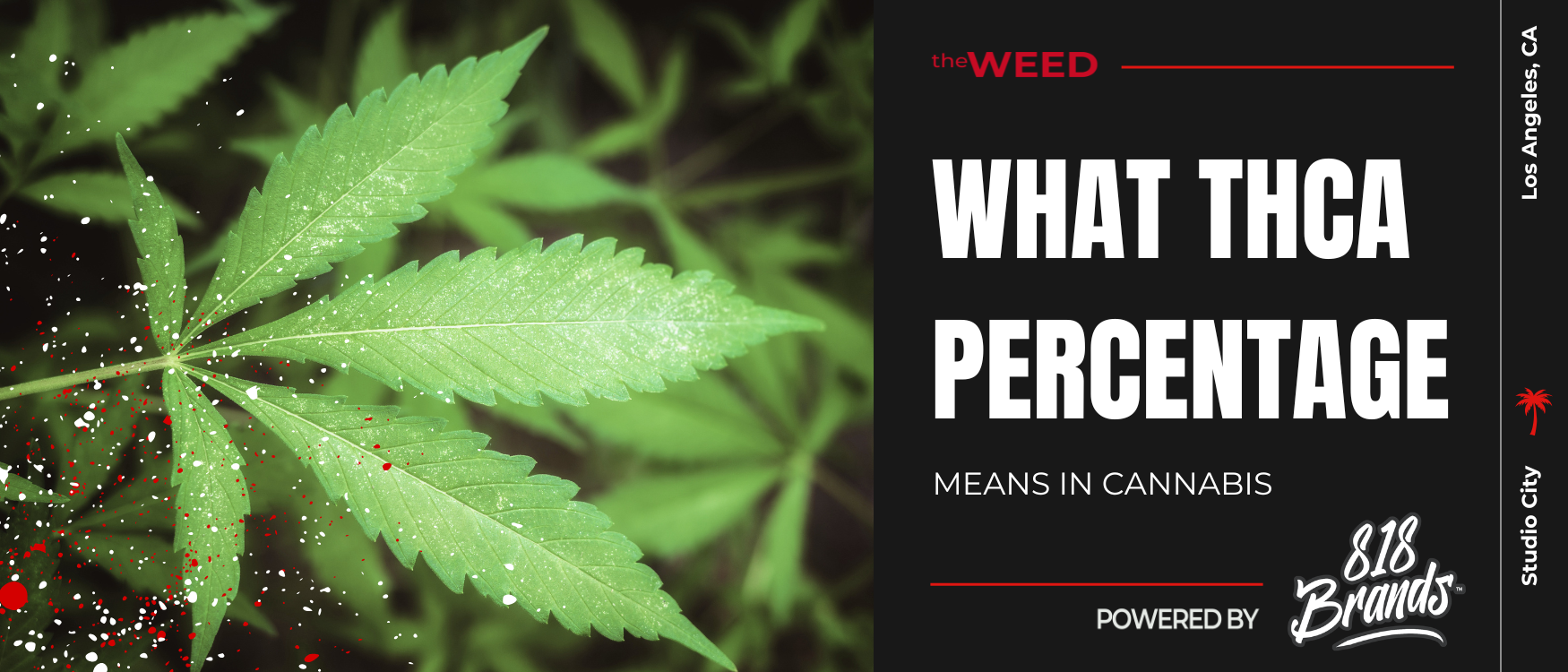 What THC Percentage Means in Cannabis