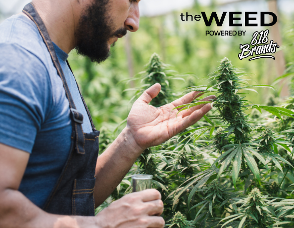 Best Hybrid Cannabis Strains for Balanced Effects