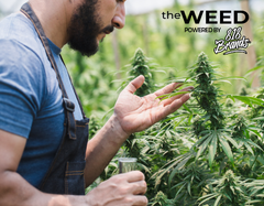 Best Hybrid Cannabis Strains for Balanced Effects