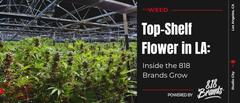 Top-Shelf Flower in LA: Inside the 818 Brands Grow