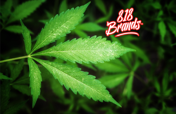 What THC Percentage Means in Cannabis