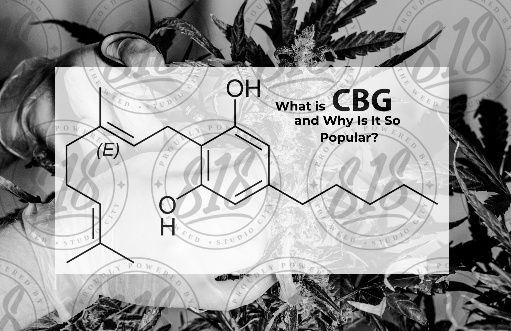 What Is CBG and Why Is It So Popular?